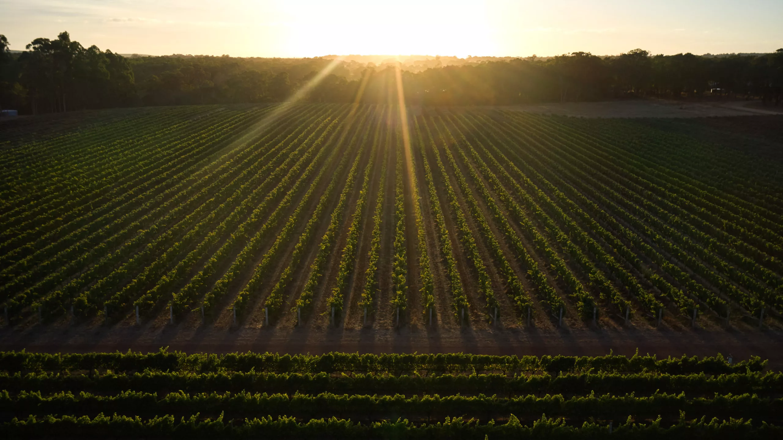 Overstory 2023 Elliot Ramsay xlightco 0623