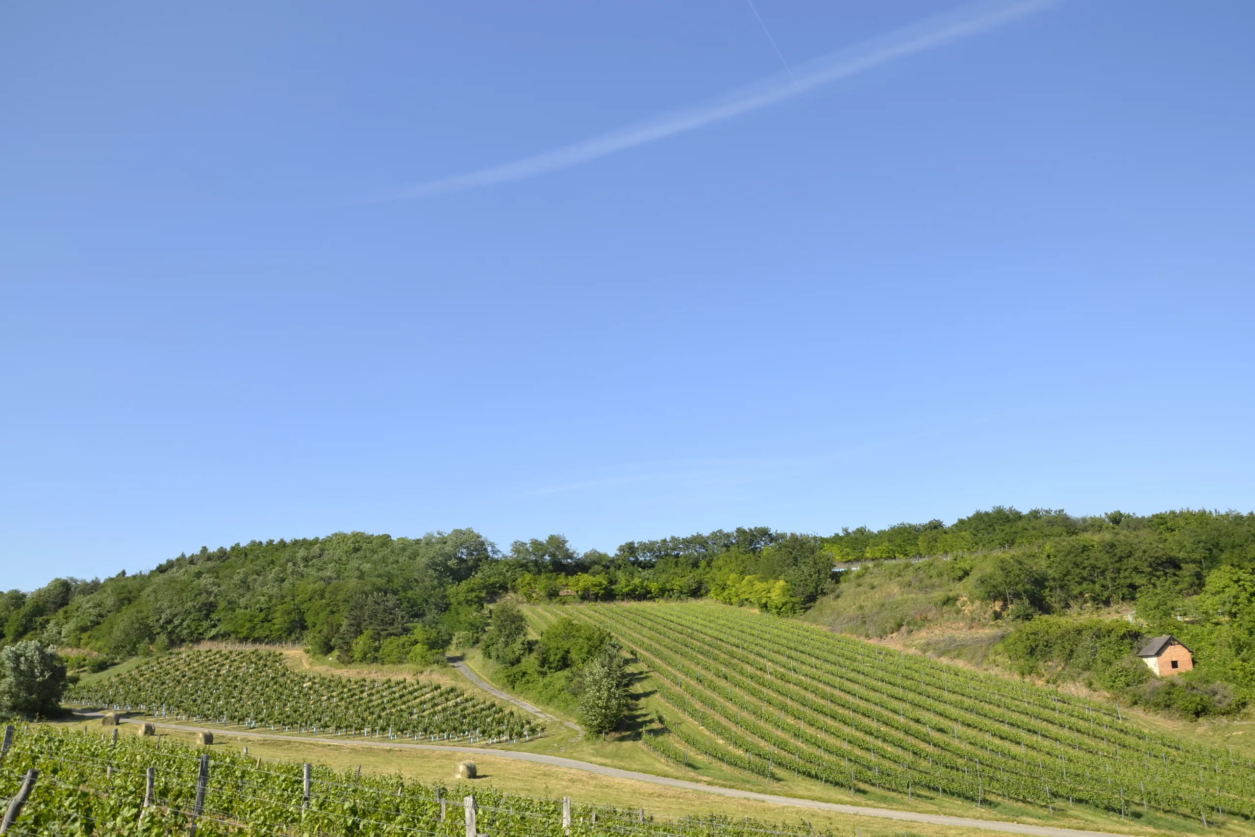 Burgstall sonnensteig welschriesling