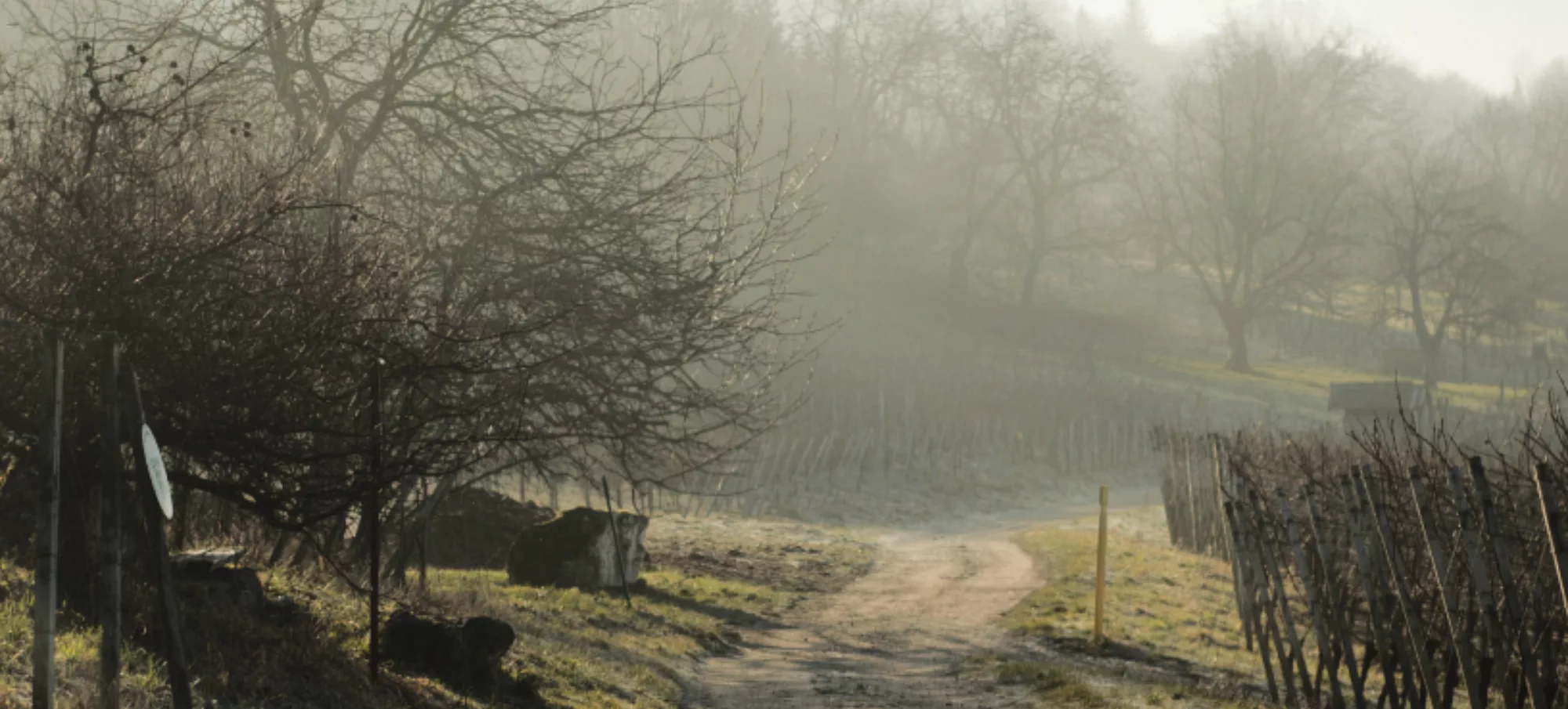 Vineyard Stroll 2